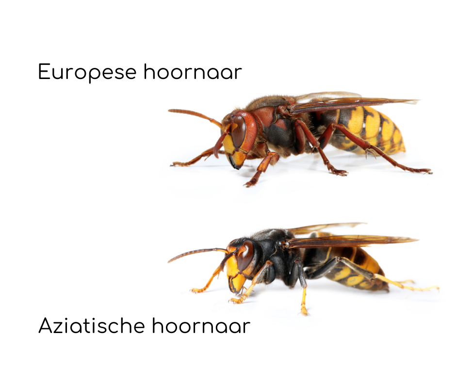 Hoe herken je (wilde) bestuivers? Hoe herken je (wilde) bestuivers?
